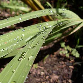 Dew on a leaf in my grandmother's garden